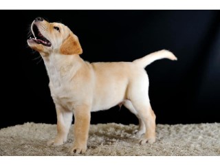 Outstanding Golden retriever puppy for adoption