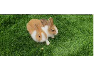 שתי ארנבים ננסיים גיל 2