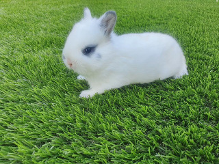 גור ארנבים חמוד
בגיל חודשיים
לא ידוע