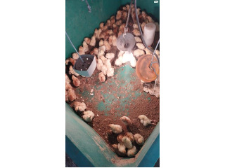 אפרוחים של תרנגולות אמרקאיות זן