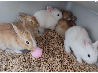 ארנבים בני חודש חמודים מאוד