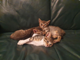 שני חתלתולים בני חודשיים, אחת