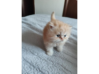 חתול פרסי מקסים בן חודש