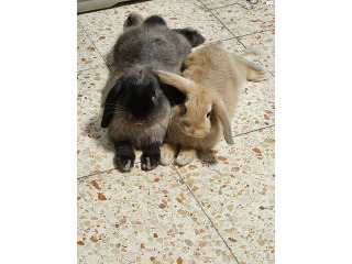 שני ארנבים מינילופים גזעיים זכר