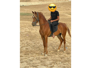 סוס ערבי מצרי בן 3 עם תעודות