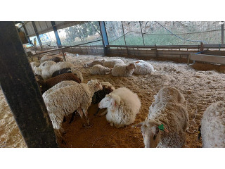 כבשות בנות שנתיים שלוש שנים למכירה