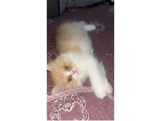 חתול פרסי בן חודש וחצי מאוווווד חמוד
