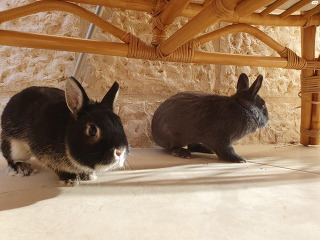 שתי ארנבות מתוקות בנות פחות