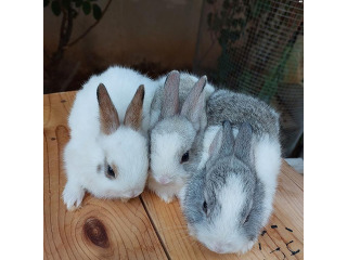 למכירה ארנבים חמודים יפים ומקסימים