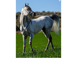 סוס ערבי מצרי אסלי הבן