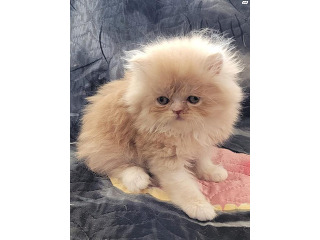 חתולה פרסית בת חודש וחצי
