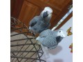 african-grey-parrots-for-adoption-and-not-for-sale-small-0