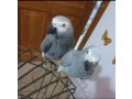 african-grey-parrots-for-adoption-and-not-for-sale-small-3