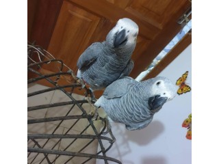 African grey parrots for adoption and not for sale