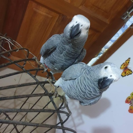 african-grey-parrots-for-adoption-and-not-for-sale-big-0