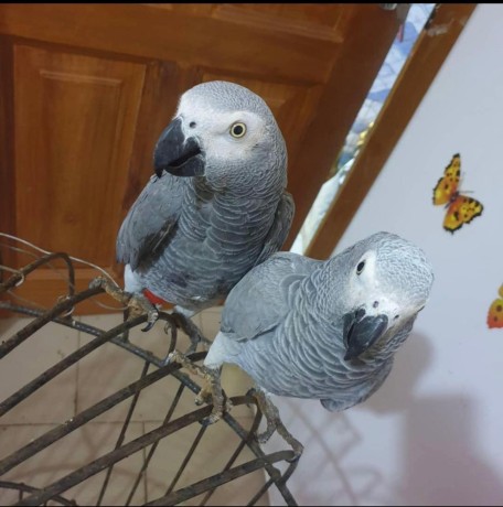 african-grey-parrots-for-adoption-and-not-for-sale-big-3