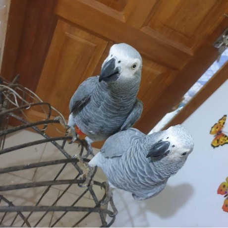 african-grey-parrots-for-adoption-and-not-for-sale-big-2