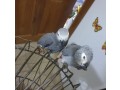 tamed-african-grey-parrots-available-for-adoption-and-not-for-sale-small-3