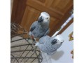 tamed-african-grey-parrots-available-for-adoption-and-not-for-sale-small-0