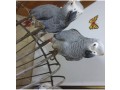 tamed-african-grey-parrots-available-for-adoption-and-not-for-sale-small-2
