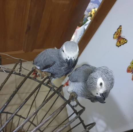 tamed-african-grey-parrots-available-for-adoption-and-not-for-sale-big-3