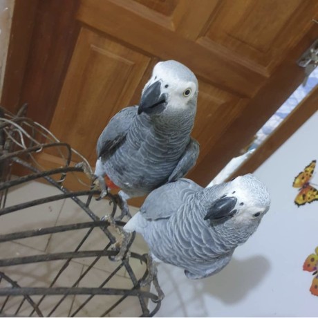 tamed-african-grey-parrots-available-for-adoption-and-not-for-sale-big-0