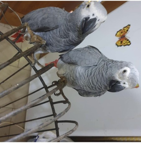 tamed-african-grey-parrots-available-for-adoption-and-not-for-sale-big-2