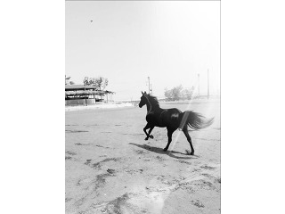 סוסה שחורה יפה חזק בריאה