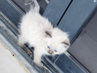 חתולים לבנים יפים עיניים כחולות