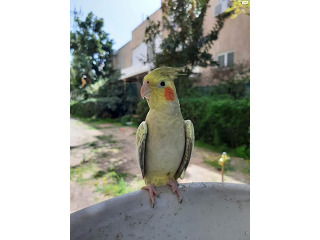 קוקטייל אחת המקסימות! ידידותית שמחה