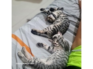 ג״ימי ומשי זוג בונבניריות מחפשות