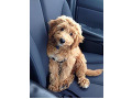 goldendoodles-small-0