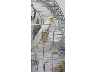 קוקטייל זכר גיל צעיר (לא