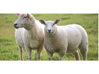 כבשים הכי זול שיש