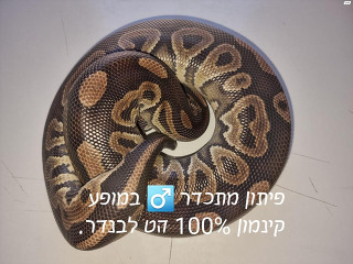 למכירה פיתון מתכדר זכר, במופע