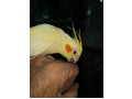-small-4