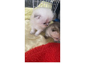 -small-4