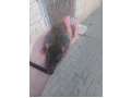 -small-0