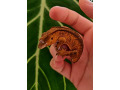 crested-gecko-0-small-1