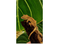 crested-gecko-0-small-2