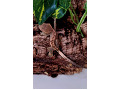 crested-gecko-0-small-0