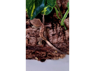 שממית מצייצת (crested gecko) גיל 0
