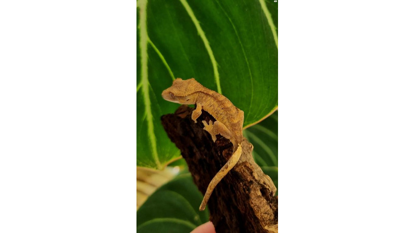 crested-gecko-0-big-2