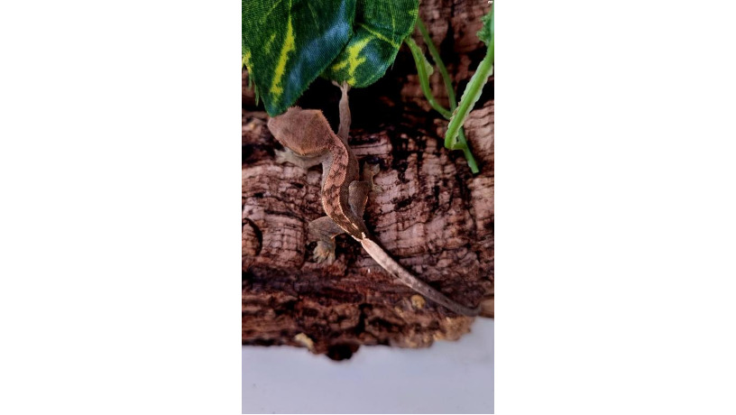 crested-gecko-0-big-0