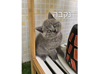 בריטי שיער קצר גזע הם