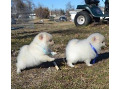 gorgeous-pomeranian-puppies-available-no-small-0