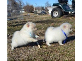 Gorgeous Pomeranian Puppies Available No...