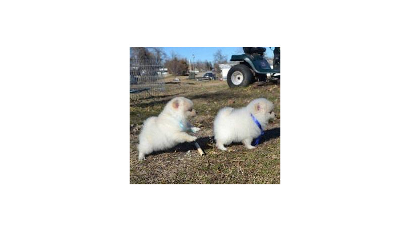 gorgeous-pomeranian-puppies-available-no-big-0