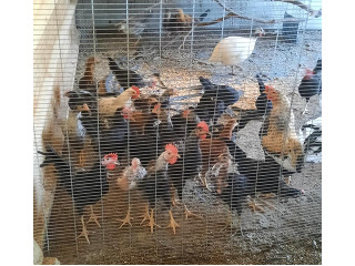 עד 10 תרנגולות המחיר 55