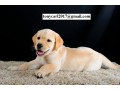 golden-retriever-puppies-small-0